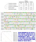 First Description of a Satellite DNA in Manatees' Centromeric Regions