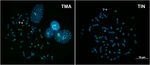 First Description of a Satellite DNA in Manatees' Centromeric Regions