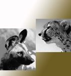 South African Action Plan for the Conservation of Cheetahs and African Wild Dogs