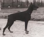 Increasing Hereditary Health Problems in the Breeding of Purebred Dogs: A Comparative Overview Using Dobermans in Germany, Europe and in the USA ...