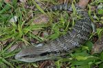 CARE SHEET Blue-tongue skink - rspca
