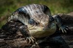 CARE SHEET Blue-tongue skink - rspca