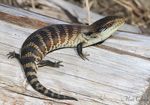 CARE SHEET Blue-tongue skink - rspca
