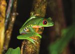 Ghosts in Our Midst: Coming to Terms with Amphibian Extinctions