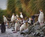 Macquarie Island: from rabbits and rodents to recovery and renewal
