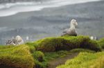 Macquarie Island: from rabbits and rodents to recovery and renewal