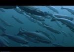 PLANET EARTH - 'Great Salmon Run'