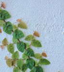 FTSE Step Down Kick Out Plan - March 2017 (Natixis) - capital-at-risk - Meteor Asset Management