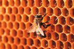 Federal Funding FY 2015 - www.faseb.org