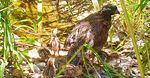 SUTTON - Sutton Avian Research ...