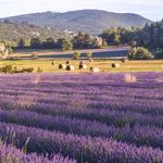 PROVENCE LAVENDER 4-DAY BIKE TOUR - CELEBRATE LAVENDER SEASON IN SAULT - +1 888 396 5383 617 776 4441 - DUVINE