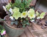 March 2022 - Bowen Island Garden Club