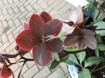 March 2022 - Bowen Island Garden Club
