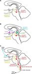 Sleep Basics & Insomnia Review - Alessandra M. Gearhart, MD Clinical Assistant Professor Pulmonary, Critical Care and Sleep Medicine Oklahoma ...