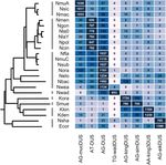 Natural Competence and the Evolution of DNA Uptake Specificity