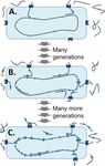 Natural Competence and the Evolution of DNA Uptake Specificity