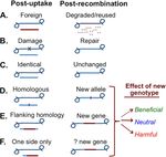 Natural Competence and the Evolution of DNA Uptake Specificity