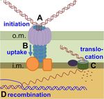Natural Competence and the Evolution of DNA Uptake Specificity