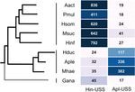 Natural Competence and the Evolution of DNA Uptake Specificity