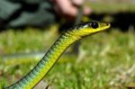 Snakes alive: ?eadly tenants nesting in Australian suburbs - Phys.org