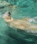 SAFETY & ACCESSIBILITY GUIDE - seaworld.com.au - Sea World
