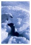 THE great CHALLENGE OF THE ARCTIC - National Roadmap for the Arctic - France Diplomatie