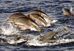 FIELD GUIDE TO THE CETACEANS OF WEST AFRICA - a WWF WAMER Publication Ruth H. Leeney Illustrations by Sue Ranger - Sousa teuszii