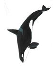 FIELD GUIDE TO THE CETACEANS OF WEST AFRICA - a WWF WAMER Publication Ruth H. Leeney Illustrations by Sue Ranger - Sousa teuszii