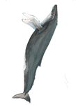 FIELD GUIDE TO THE CETACEANS OF WEST AFRICA - a WWF WAMER Publication Ruth H. Leeney Illustrations by Sue Ranger - Sousa teuszii