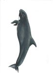 FIELD GUIDE TO THE CETACEANS OF WEST AFRICA - a WWF WAMER Publication Ruth H. Leeney Illustrations by Sue Ranger - Sousa teuszii