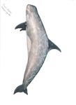 FIELD GUIDE TO THE CETACEANS OF WEST AFRICA - a WWF WAMER Publication Ruth H. Leeney Illustrations by Sue Ranger - Sousa teuszii