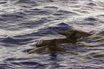 FIELD GUIDE TO THE CETACEANS OF WEST AFRICA - a WWF WAMER Publication Ruth H. Leeney Illustrations by Sue Ranger - Sousa teuszii