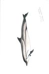 FIELD GUIDE TO THE CETACEANS OF WEST AFRICA - a WWF WAMER Publication Ruth H. Leeney Illustrations by Sue Ranger - Sousa teuszii