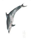 FIELD GUIDE TO THE CETACEANS OF WEST AFRICA - a WWF WAMER Publication Ruth H. Leeney Illustrations by Sue Ranger - Sousa teuszii