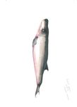 FIELD GUIDE TO THE CETACEANS OF WEST AFRICA - a WWF WAMER Publication Ruth H. Leeney Illustrations by Sue Ranger - Sousa teuszii