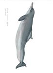 FIELD GUIDE TO THE CETACEANS OF WEST AFRICA - a WWF WAMER Publication Ruth H. Leeney Illustrations by Sue Ranger - Sousa teuszii