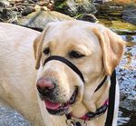 The Publication for the Friends of Canine Partners for Life - Spring 2021