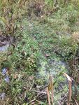 Surveys for Watercress Snail (Fontigens nickliniana) in and around Fort Custer Training Center