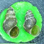 Surveys for Watercress Snail (Fontigens nickliniana) in and around Fort Custer Training Center