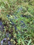 Surveys for Watercress Snail (Fontigens nickliniana) in and around Fort Custer Training Center