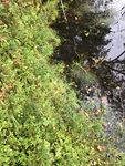 Surveys for Watercress Snail (Fontigens nickliniana) in and around Fort Custer Training Center