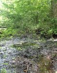 Surveys for Watercress Snail (Fontigens nickliniana) in and around Fort Custer Training Center