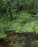 Surveys for Watercress Snail (Fontigens nickliniana) in and around Fort Custer Training Center