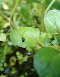 Surveys for Watercress Snail (Fontigens nickliniana) in and around Fort Custer Training Center