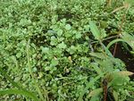 Surveys for Watercress Snail (Fontigens nickliniana) in and around Fort Custer Training Center