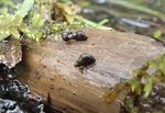 Surveys for Watercress Snail (Fontigens nickliniana) in and around Fort Custer Training Center