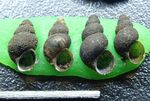 Surveys for Watercress Snail (Fontigens nickliniana) in and around Fort Custer Training Center