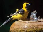 Bird scaping If the birds could design your yard - San Diego Audubon ...