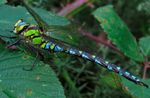 Richmond Park Beautiful Bugs quiz - Friends of ...