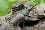 Richmond Park Beautiful Bugs quiz - Friends of ...